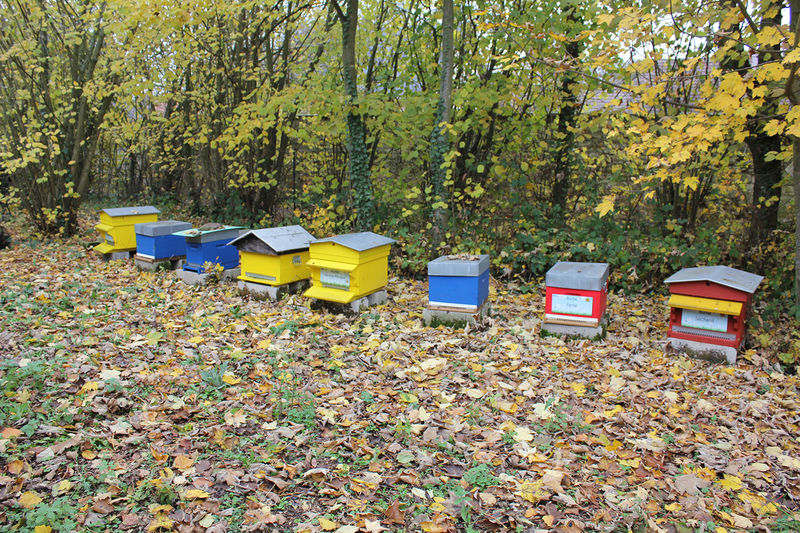 La ruche Stode Bopied